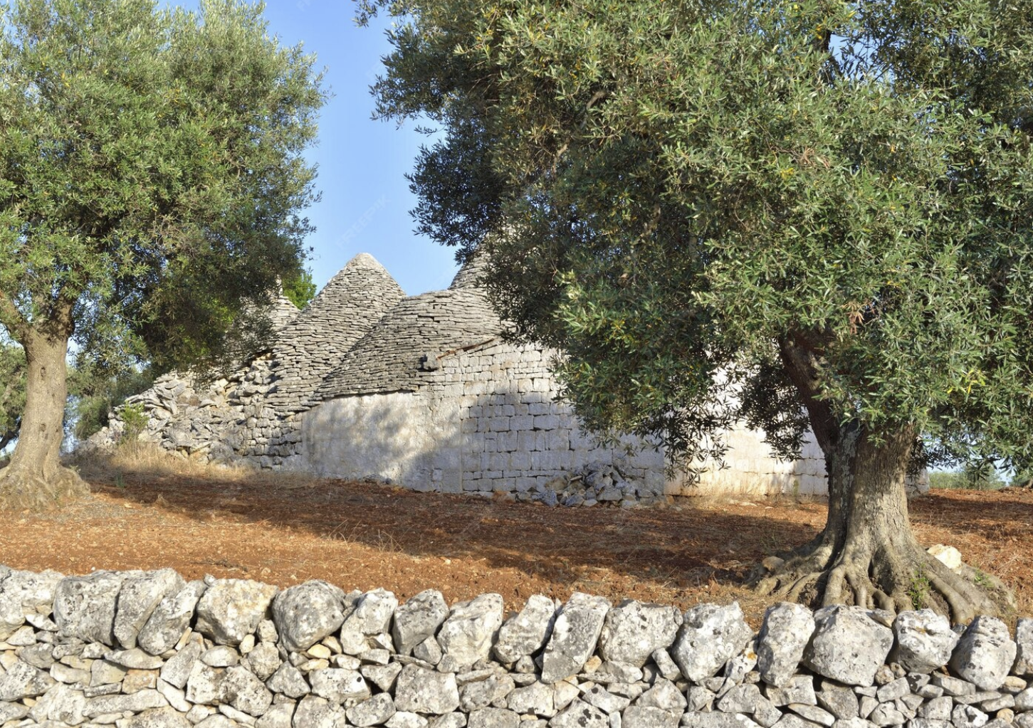 Apulischer Olivenhain